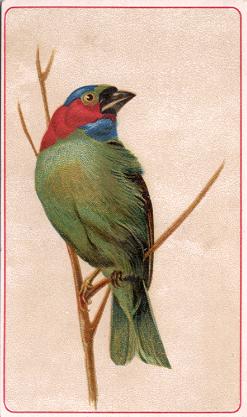 Bogotar Finch, Hector Giacomelli