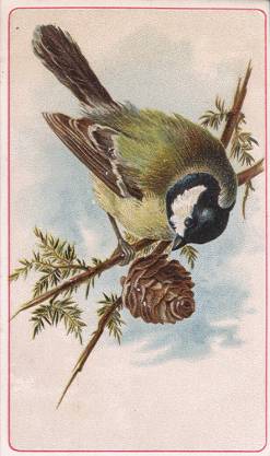 Great Tit