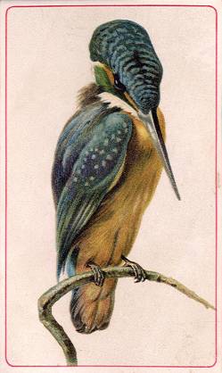 Kingfisher