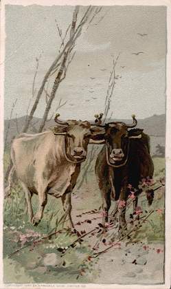 Oxen