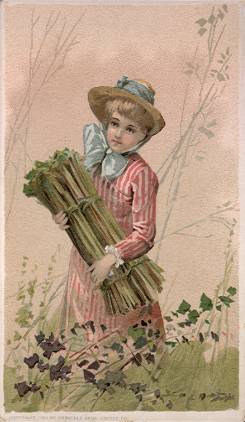 Rhubarb