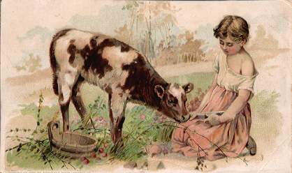 Veal Calf