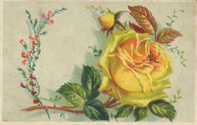 Vesta Laundry Soap card