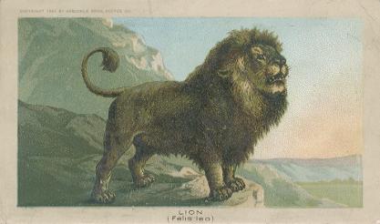 Lion