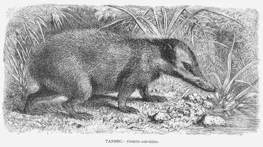 Specht - Tanrec