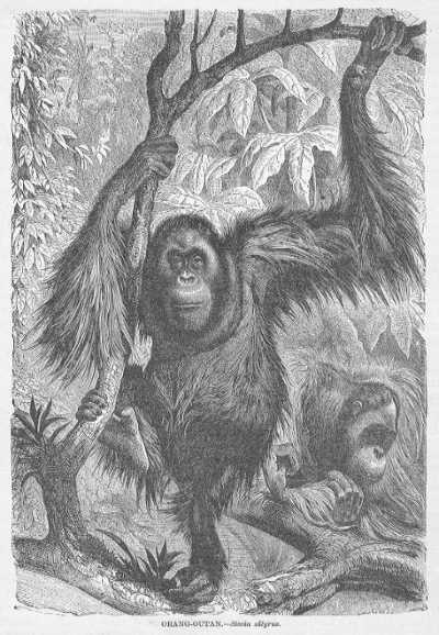 Mutzel - Orang-Outang