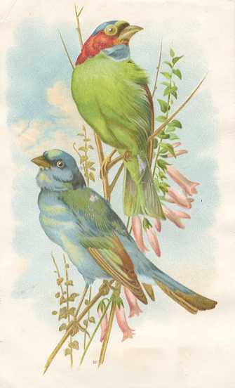 Bogotar Finch, Hector Giacomelli