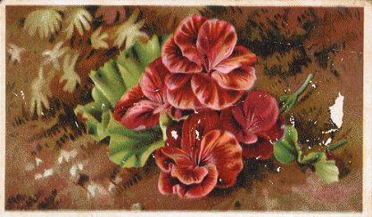 Sylvan Summit Range - red flowers
