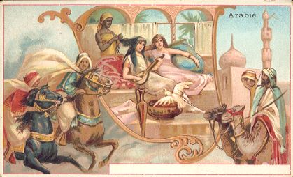Arabia - Chicoree Lervilles